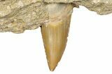 Otodus Shark Tooth Fossil in Rock - Morocco #292006-1